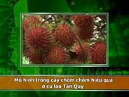 Mô hình trồng cây chôm chôm hiệu quả ở cù lao Tân Quy