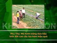 Phú thọ: Mô hình trồng dưa hấu trên đất cao cấy lúa kém hiệu quả