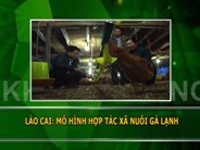 Lào Cai: Mô hình hợp tác xã nuôi gà lạnh 