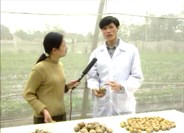 Kỹ thuật trồng, chăm sóc khoai tây vụ đông phần 2