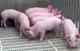 Vắc-xin mới chống lại bệnh tiêu chảy cấp trên lợn (PEDv)
