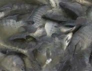 Kỹ thuật sản xuất giống cá rô phi chất lượng cao - Phần 3