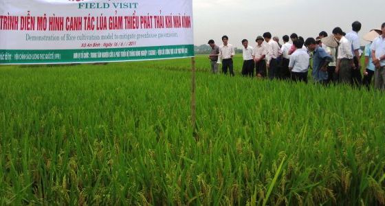 Giảm phát thải nhà kính - Hiệu quả mô hình trồng lúa 1 phải 6 giảm