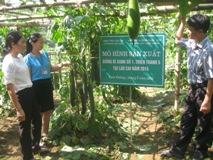 Lào Cai: Hiệu quả mô hình trồng bí xanh Thiên Thanh 5 tại xã Cam Đường