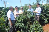 Quảng Trị: Đào tào nghề trồng cà phê theo tiêu chuẩn 4C