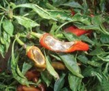 Bệnh khô trái trên cây ớt