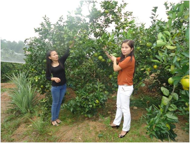Vũ Quang phát triển cây ăn quả có múi