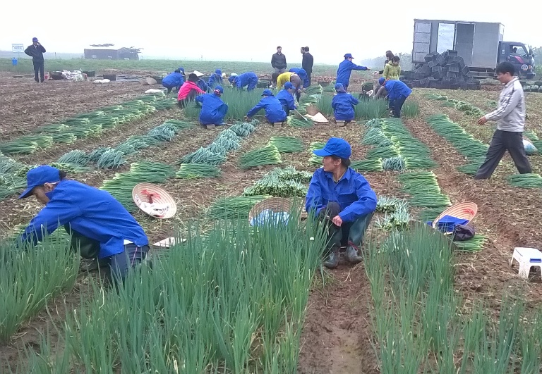 Gia Bình (Bắc Ninh): Hiệu quả bước đầu mô hình trồng hành lá xuất khẩu