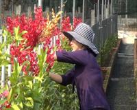 Thành phố Hồ Chí Minh: Hiệu quả chính sách khuyến khích chuyển dịch cơ cấu nông nghiệp đô thị