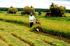 Giá lúa khô lên trên 7.000 đồng/kg