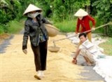 Philippines tăng cường nhập khẩu gạo từ Việt Nam và Thái Lan