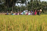 Bình Định: Mô hình cánh đồng mẫu lớn thâm canh lúa cải tiến SRI