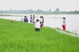 Vĩnh Phúc: Lớp tập huấn quản lý dịch hại tổng hợp IPM trên cây lúa theo phương pháp FFS