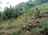 Cao Bằng: Hiệu quả bước đầu của mô hình trồng rừng gỗ lớn mọc nhanh 