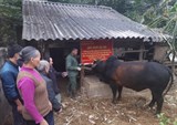 Lạng Sơn: Hiệu quả mô hình vỗ béo bò thịt 