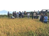 Bình Thuận: Hội thảo đầu bờ mô hình cánh đồng lớn áp dụng cơ giới hóa đồng bộ sản xuất lúa hữu cơ