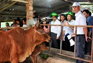 Đắk Lắk: Phát triển chăn nuôi bền vững thích ứng với biến đổi khí hậu