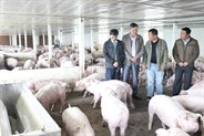 Xây dựng mô hình chăn nuôi an toàn có kiểm soát dịch bệnh để hướng tới xuất khẩu    