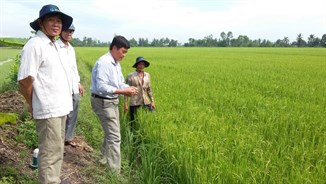 Quản lý nước và dinh dưỡng trong canh tác lúa bền vững