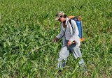 Căm-pu-chia: Bộ Nông nghiệp ban hành lệnh cấm bán và sử dụng thuốc trừ sâu