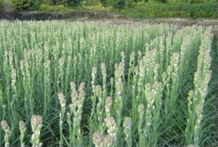 Kỹ thuật trồng hoa huệ trắng đạt hiệu quả tại đồng bằng sông Cửu Long