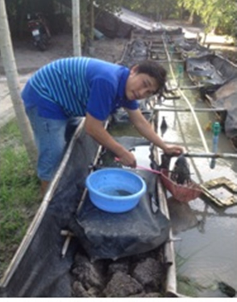 Sản xuất lươn giống bán nhân tạo cho thu nhập ổn định