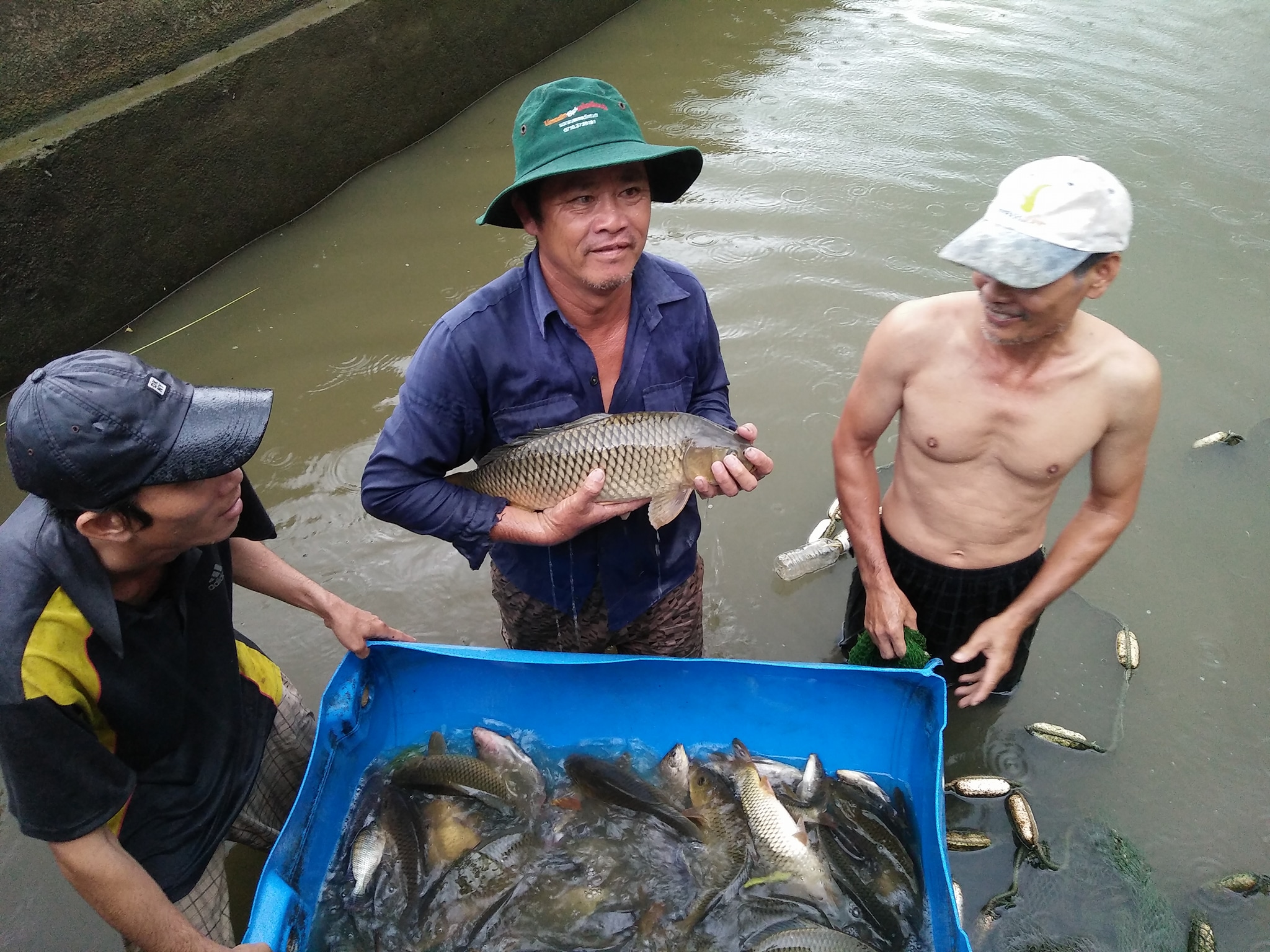Kỹ thuật nuôi cá chép giòn tại Khánh Hòa