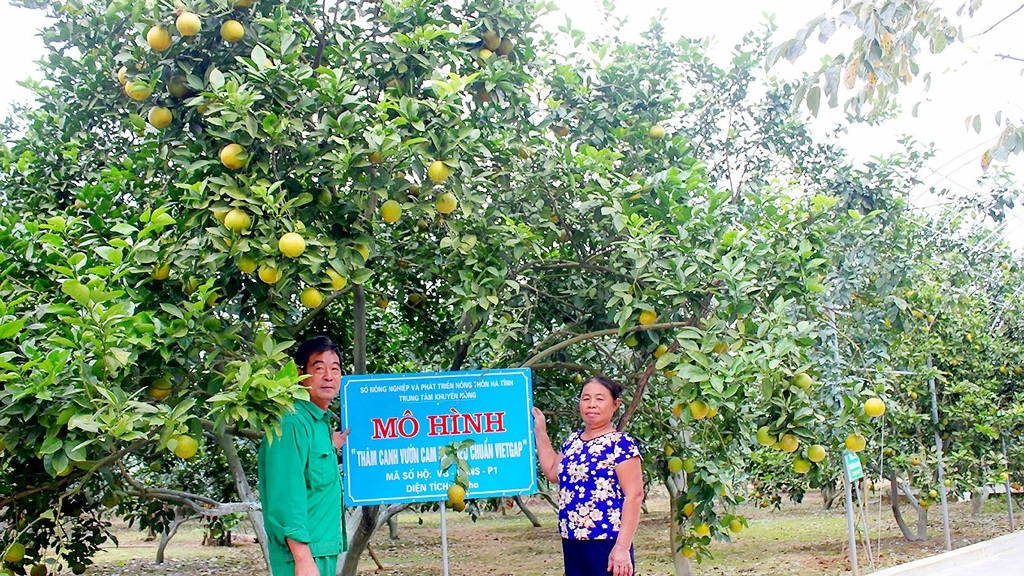 Hà Tĩnh: Chuẩn bị cho Lễ hội Cam và các sản phẩm nông nghiệp Hà Tĩnh lần thứ II