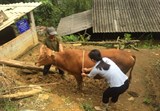 Lào Cai: Kết quả triển khai mô hình vỗ béo bò thịt 