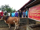 Lạng Sơn: Hiệu quả mô hình vỗ béo bò thịt trong nông hộ