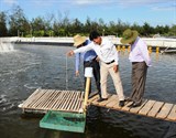 TTKNQG: Kiểm tra, đánh giá dự án nuôi tôm thẻ chân trắng trên cát tại Quảng Trị