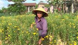Quảng Trị: Thành công từ lớp đào tạo nghề trồng hoa cúc