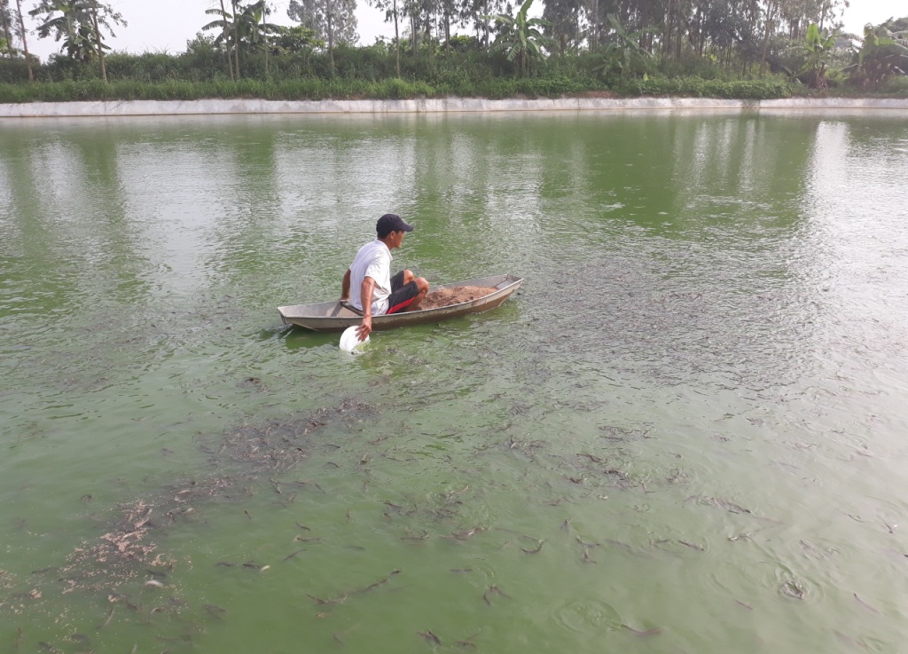 Hải Phòng: Thu nhập cao nhờ nuôi thủy sản nước ngọt