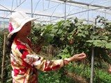 Phát huy vai trò, tiềm năng của phụ nữ nông thôn Việt Nam trong SXKD nông sản và thực phẩm an toàn