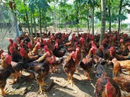 Thực hành tốt và an toàn sinh học trong chăn nuôi gà thịt