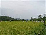 Phú Yên: Hiệu quả từ lớp nghề trồng lúa nước năng suất, chất lượng cao