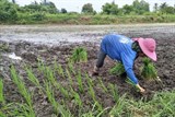 Thái Lan: Chiến lược lúa gạo tập trung vào giống và năng suất
