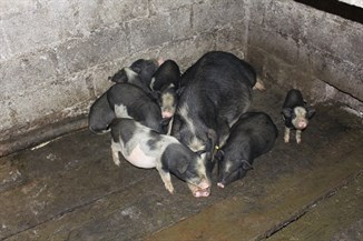 Phát triển chăn nuôi lợn bản địa các tỉnh miền núi phía Bắc