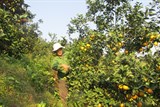 Hà Tĩnh: Thủ phủ trồng cam chuẩn bị cho dịp Tết Nguyên đán  