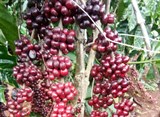 Thu hoạch cà phê vối ở Tây Nguyên - Hiện trạng và một số giải pháp cải tiến chất lượng