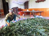 Trồng sắn nuôi tằm - mô hình kinh tế hiệu quả ở Sơn Đà