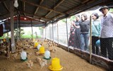 Thanh Hóa: Triển khai mô hình chăn nuôi gà thịt lông màu gắn với tiêu thụ sản phẩm