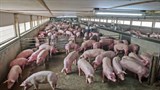 Thái Lan: Xuất khẩu lợn tăng vọt khi các nước láng giềng lao đao vì dịch tả lợn Châu Phi