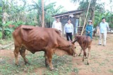 Quảng Trị: Bệnh viêm da nổi cục trên trâu, bò diễn biến phức tạp