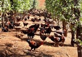 Chăn nuôi  gà thả vườn an toàn sinh học cho hiệu quả cao