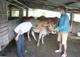 Lai Châu xuất hiện dịch viêm da nổi cục trên trâu bò