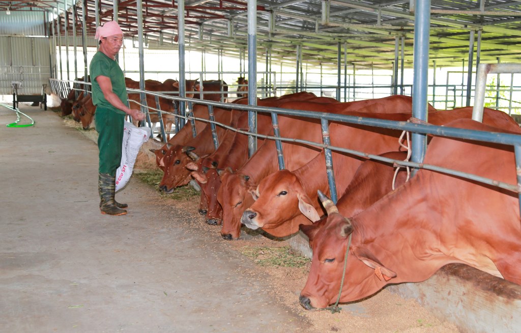 Hà Nội: Diễn đàn Khuyến nông @ Nông nghiệp “Giải pháp phát triển chăn nuôi bò thịt theo chuỗi giá trị sản phẩm”