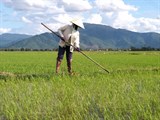 Tăng cường công tác phòng chống sinh vật gây hại cây trồng vụ Hè Thu - Mùa, Thu Đông năm 2021