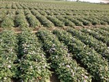 Kỹ thuật trồng khoai lang hiệu quả tại vùng ĐBSCL?