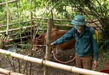 Tuyên Quang: Ngăn ngừa bệnh viêm da nổi cục trên trâu, bò